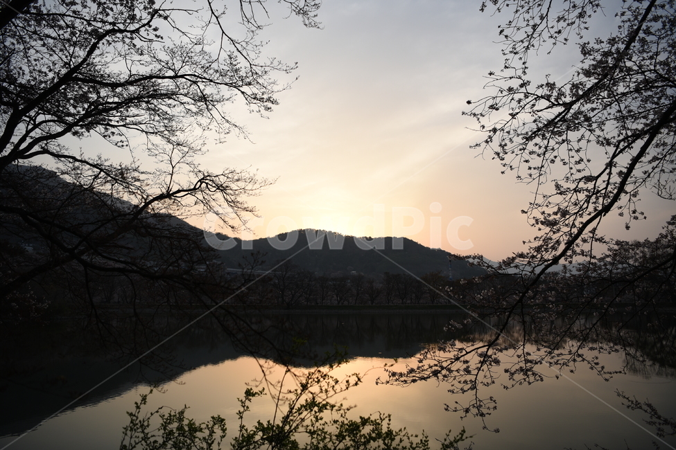 벚꽃,공원,일출,봄,호수,반영,반영사진,나무,자연,풍경,nature,landscape,outdoors,옥외,land,땅,water,물