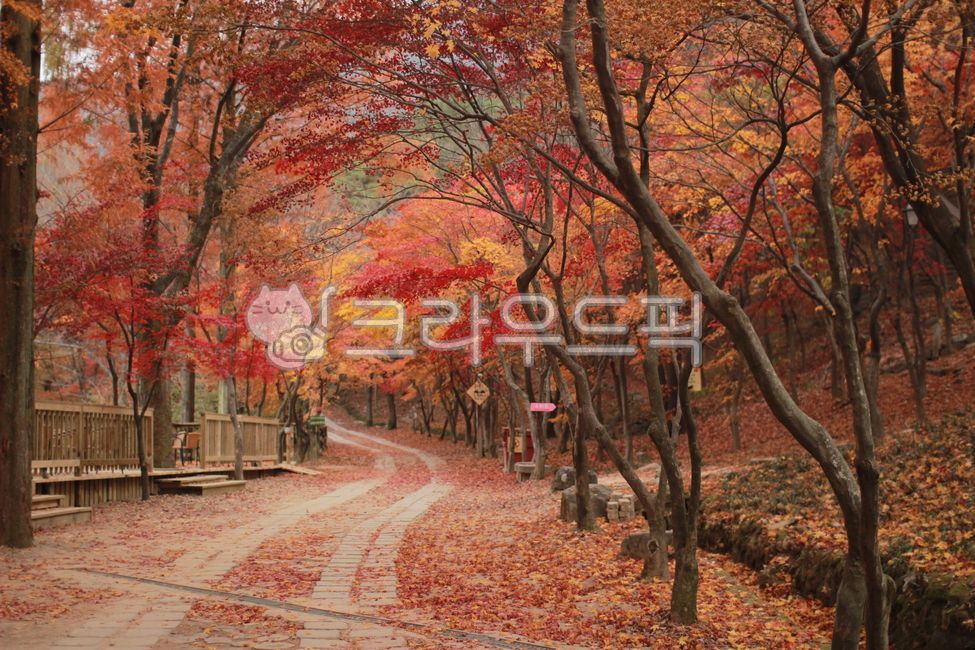 maple tree,autumn scenery,maple scenery,maple,autumn