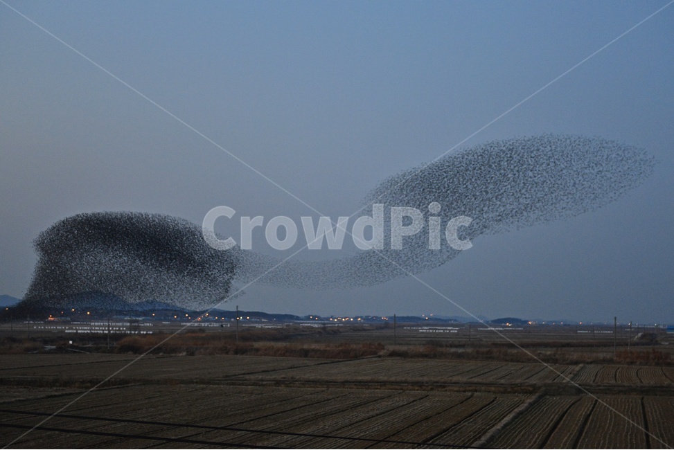 nature,자연,outdoors,옥외,animal,동물,flock,대군,고창,동림지,가창오리,가창오리군무,군무,농경지,농업,농사,경작,자연,풍경,nature,landscape
