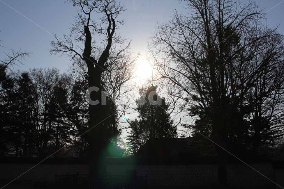 나무,태양,하늘,풍경,여행,자연,풍경,nature,landscape,식물,plants,나무,trees,wood,flare,플레어,light,빛,tree,plant,fir,전나무,sunlight,햇빛