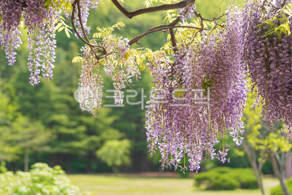 spring flowers,purple flower,wisteria flower,flower