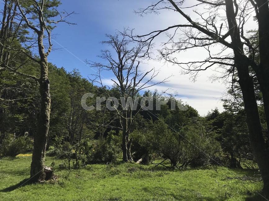 나무,tree,nature,자연,treetrunk,나무줄기,들,grassland,outdoors,식물