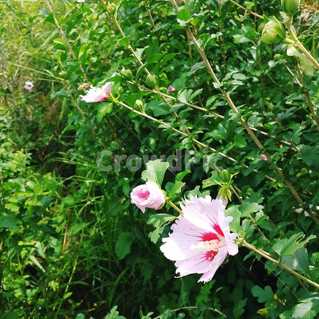 봄,무궁화,대한민국,꽃,푸르다,푸른,초록,나라사랑,한국,식물,자연,plants,nature,꽃,flower