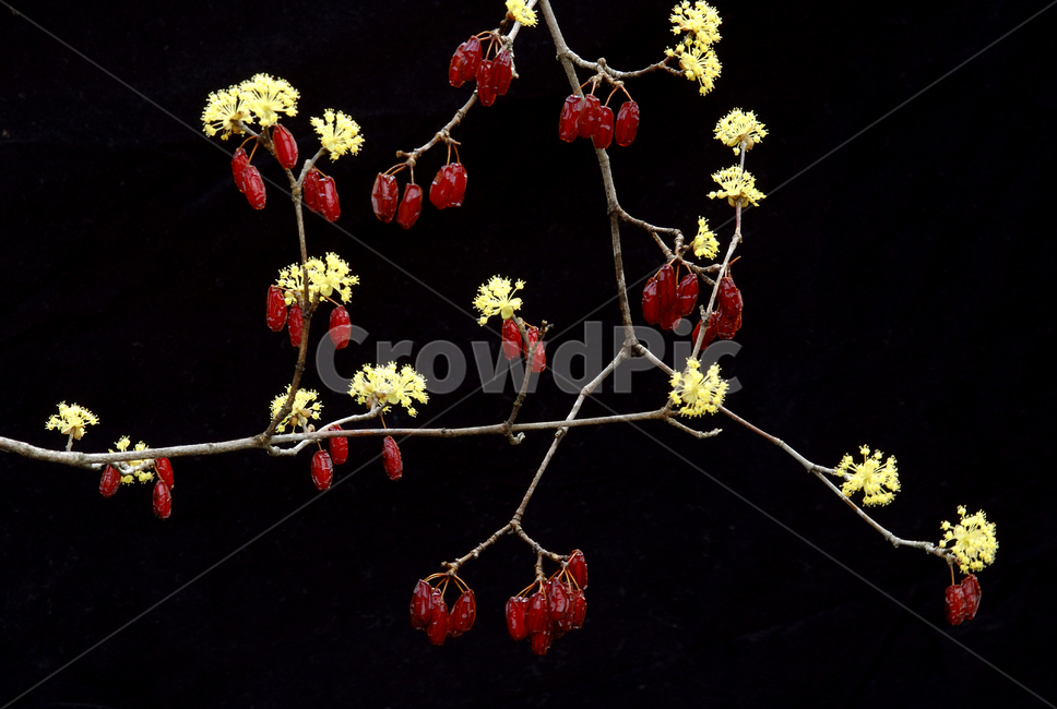 plant,식물,산수유,꽃,열매,꽃과열매,봄