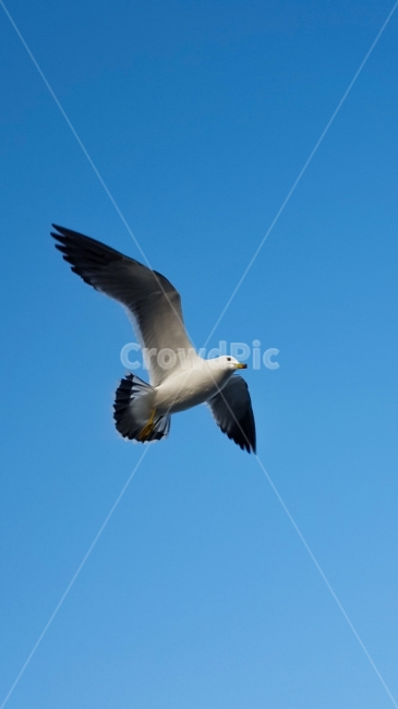 갈매기,새,bird,하늘,자유,창공,seagull,조류,바다새,동물,animal,조류,새,birds