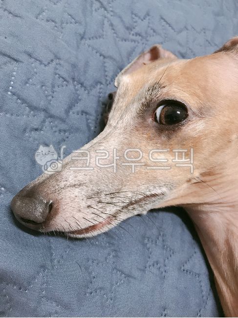반려견,이탈리안그레이하운드,italiangeryhound,강아지,동물,태리
