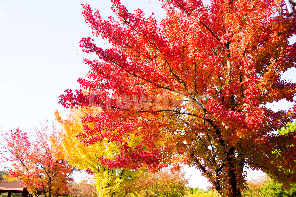 낙엽,단풍,가을,나뭇잎,붉은잎,단풍잎,tree,나무,plant,식물,leaf,잎,maple