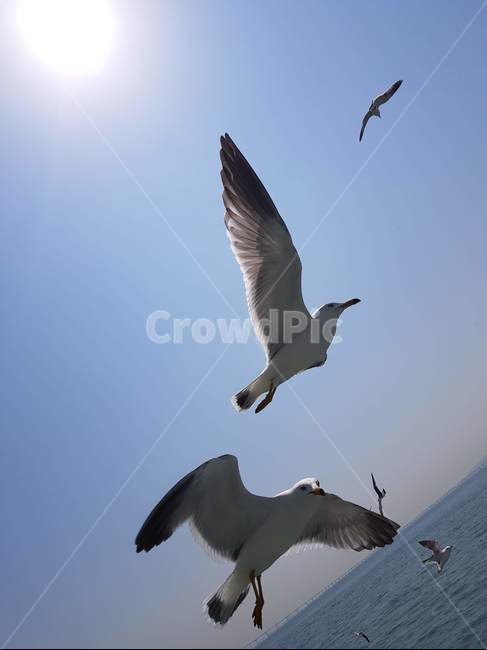 하늘,바다,갈매기,새,날개,동물,animal,조류,새,birds