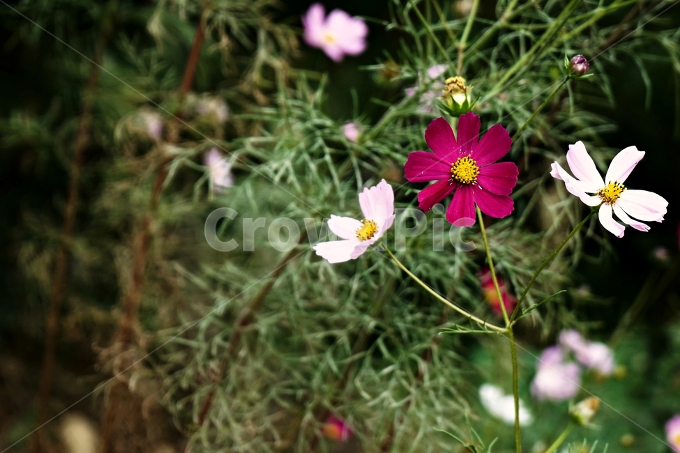 가을,코스모스,자연,꽃,계절,autumn,season,fall,bloom,fullbloom,red,pink,flower,cosmos,white,연약함,가을,계절,fall,autumn,season,식물,자연,plants,nature,꽃,flower,plant,petal,꽃잎,blossom