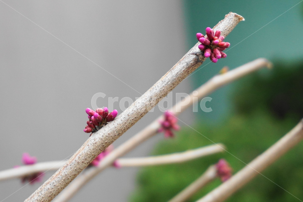 꽃,봄꽃,박태기나무꽃,분홍색,꽃나무,봄,3월,나뭇가지,봄,계절,spring,season,식물,자연,plants,nature,꽃,flower,plant,bud,싹,blossom,sprout,새싹