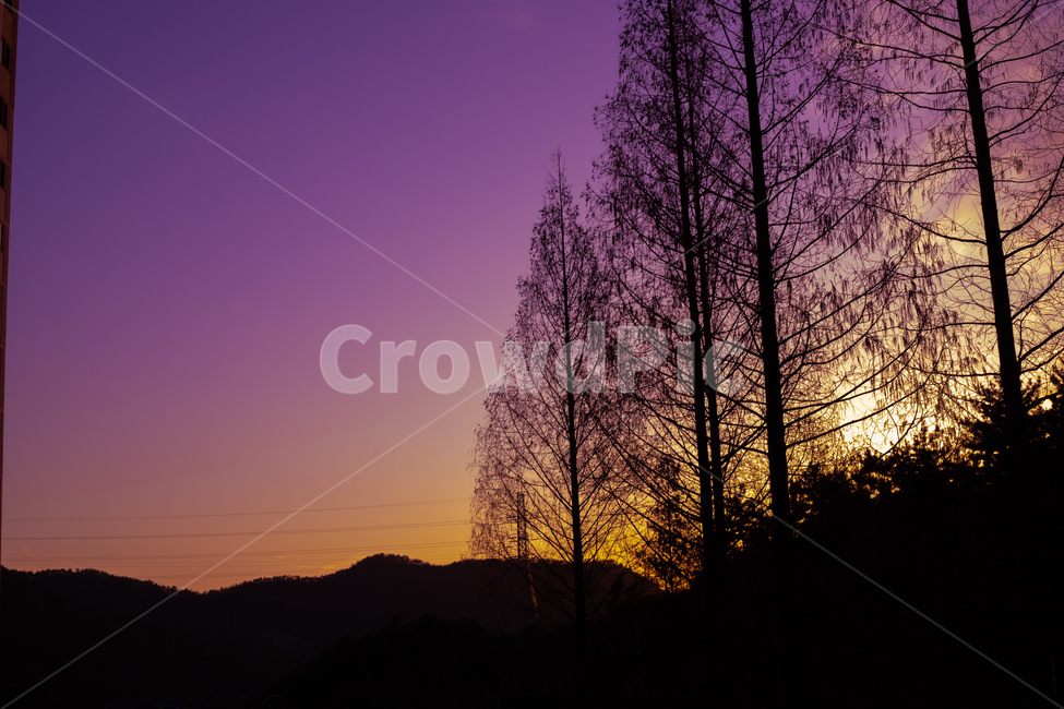 보라색,태양,햇빛,역광,나무,하늘,실루엣,나뭇가지,자연,풍경,nature,landscape,실루엣,그림자,silhouette,shadow,색깔,색상,색채,색감,color sense,color sensitivity,feeling of color,outdoors,옥외,dusk,황혼,sunset,일몰,sky,dawn,새벽,red sky,붉은 하늘