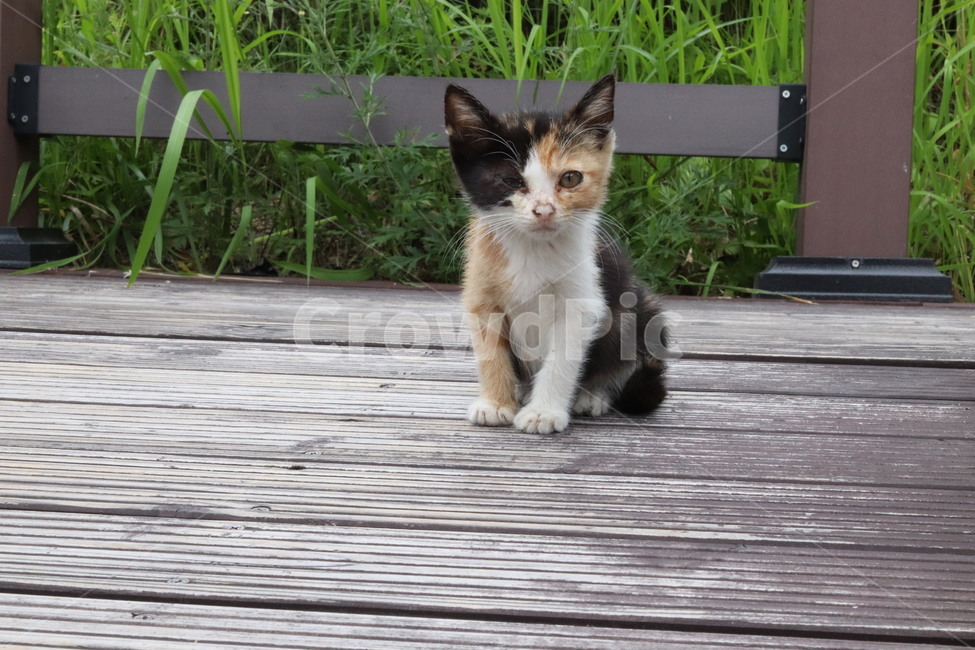 고양이,아기고양이,새끼고양이,길고양이,삼색이