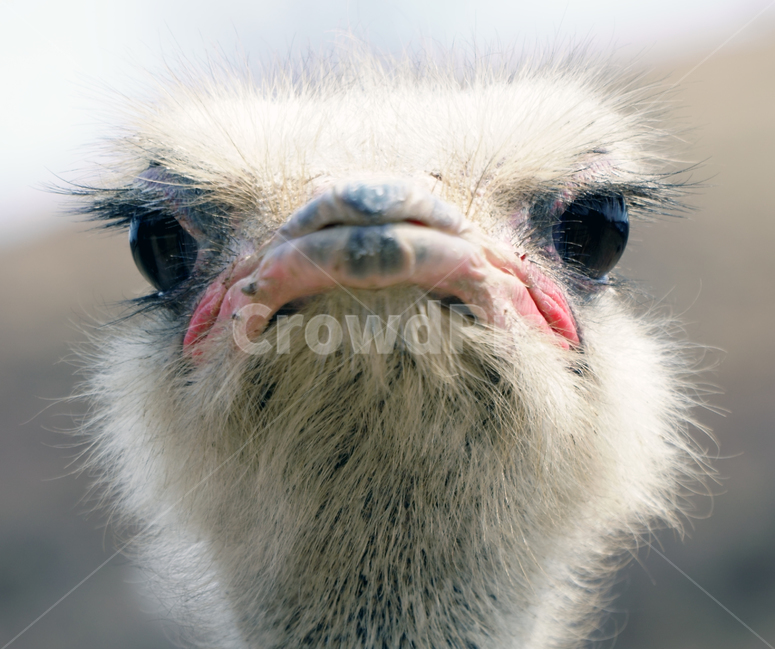 동물,타조,눈,털,야생,동물,animal,조류,새,birds