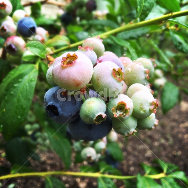 블루베리,텃밭,농작물,루테인,열매,채소,야채,과일,식물,자연,plants,nature,과일,열매,fruit