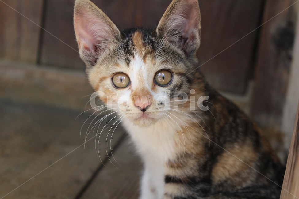 고양이,애교,야옹이,귀여움,애옹이,동물,animal,포유류,mammal,고양이,cat,kitten,kitty