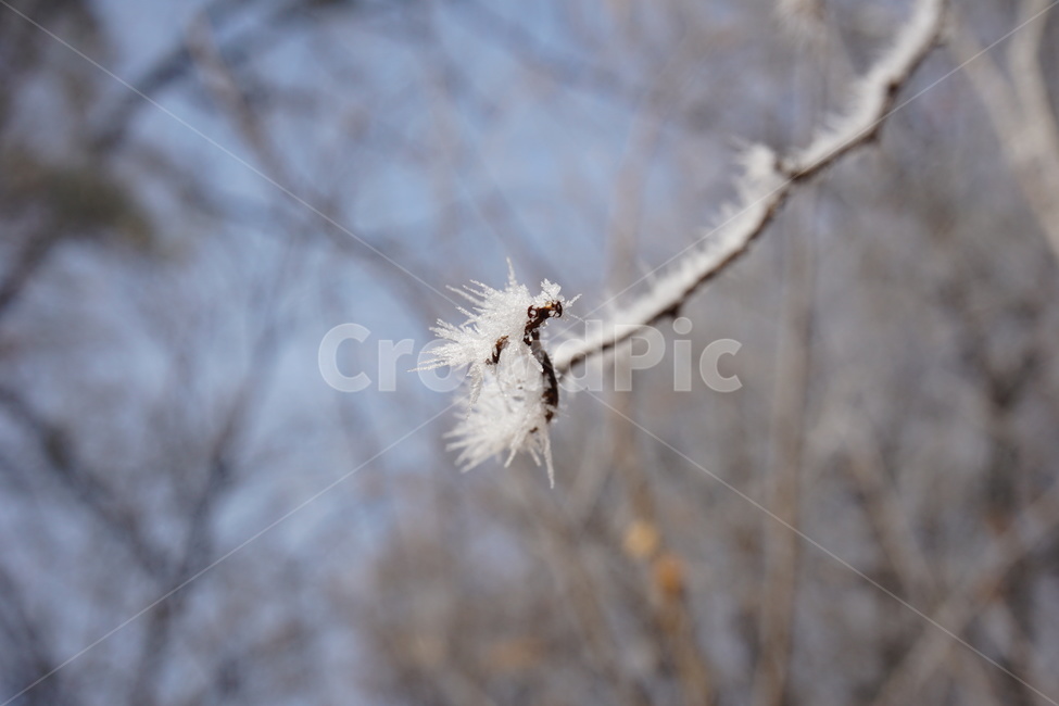 나무,자연,서리,겨울,시골,겨울,계절,winter,season,식물,자연,plants,nature