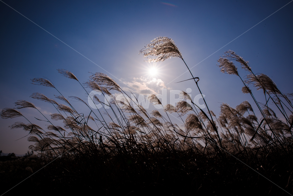 갈대,가을,풍경,자연,배경,reed,reeds,구도,날리는,바람에,흩날리는
