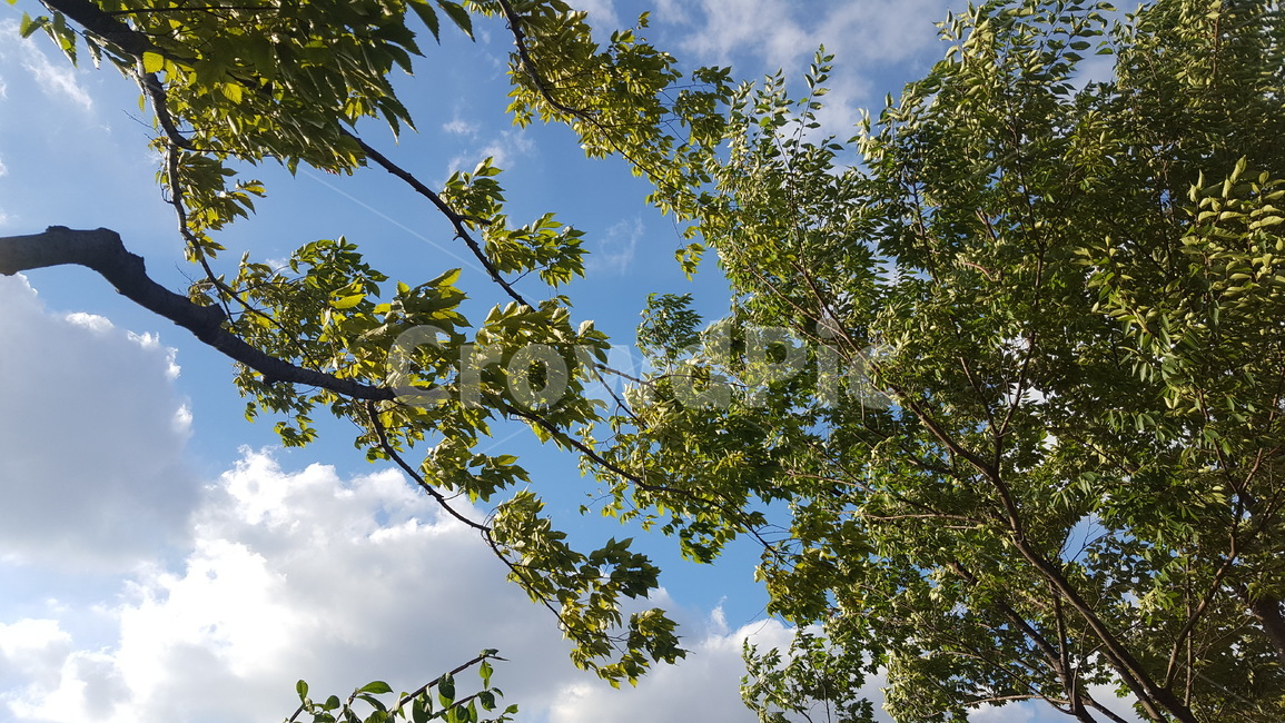 나무,하늘,남산공원,늦여름,풍경,자연,풍경,nature,landscape,tree,plant,식물,tree trunk,나무 줄기