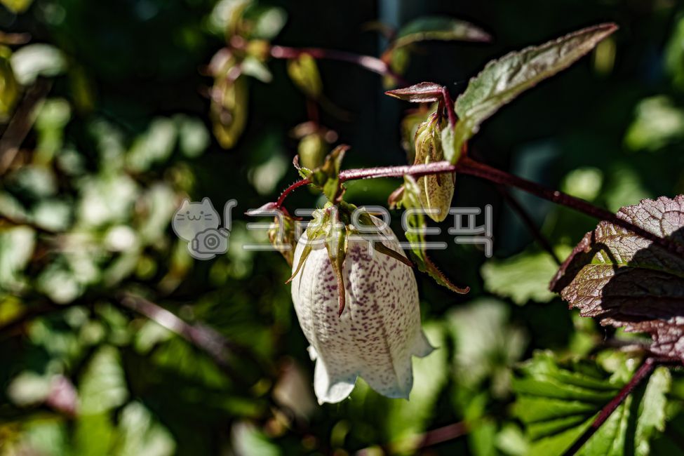 초롱꽃,여름꽃,플라워,flower,summerblossom,campanulapunctatalam,spottedbellflower