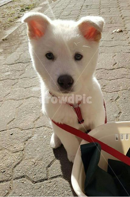 강아지,귀여운강아지,애완견,dog,풍산개