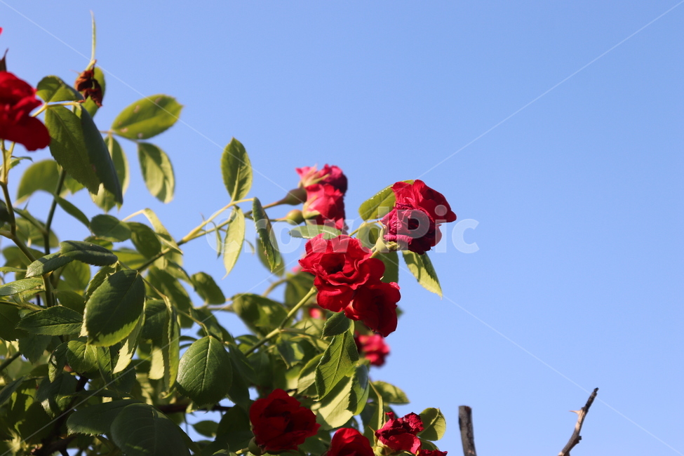 장미,하늘,rose,red,sky,풀,leaf,자연,꽃,natural,flower,식물,자연,plants,nature,꽃,flower