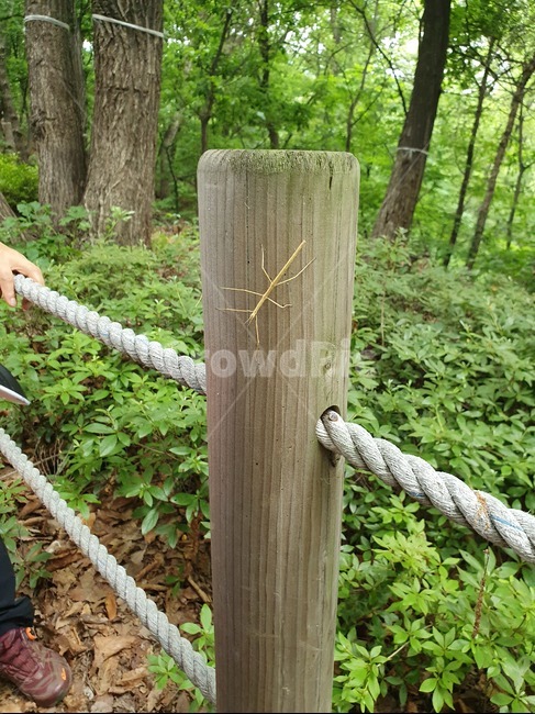 자벌레,벌레,숲,자연,곤충,산,곤충,벌레,insect,bug