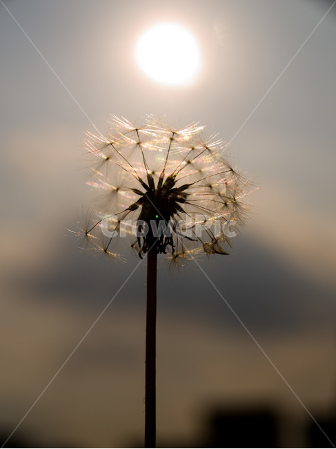민들레,석양,빛,노을,식물,꽃,blossom,flower,식물,자연,plants,nature