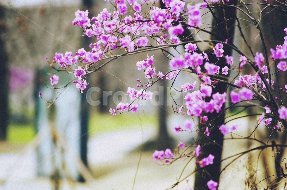 감성사진,봄,꽃,매화,사랑,감사,봄날,봄꽃,4월,벚꽃,진달래,봄,계절,spring,season,식물,자연,plants,nature,꽃,flower,감성,sensible,feeling,plant
