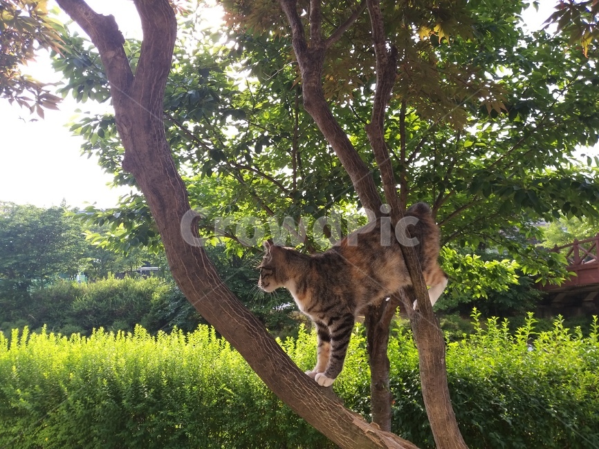 따사로운햇살,나무,고양이,얼룩무늬,녹색