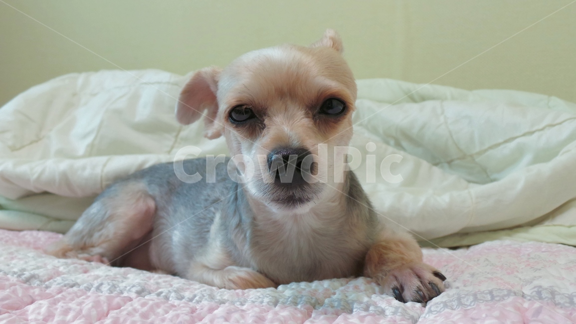 강아지,개,애견,dog,요크셔테리어,도그,animal,동물,pet,동물,animal,포유류,mammal,개,강아지,dog,doggy