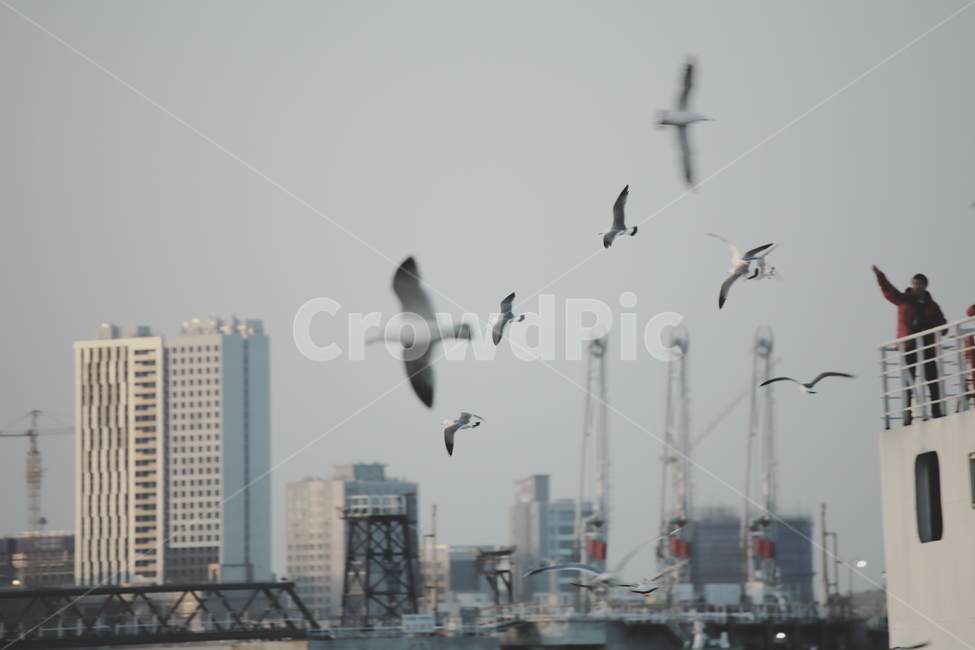 갈매기,새,배,선착장,날다,인천,바다,동물,animal,조류,새,birds