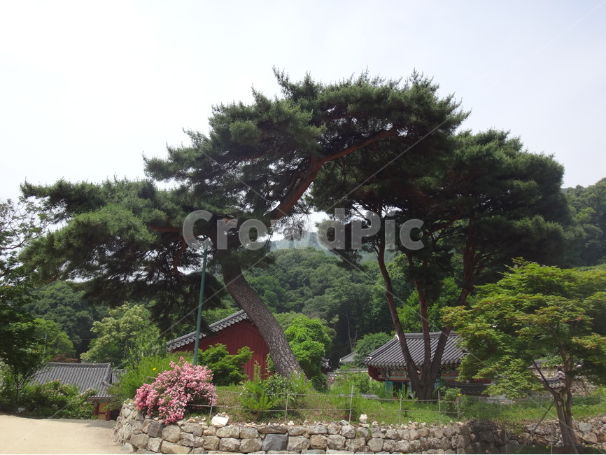 나무,하늘,노송,볕좋은날,오래된나무,자연,풍경,nature,landscape,한국전통,한국문화,korean traditional,korean culture,arbour,정자,garden,정원,outdoors,옥외