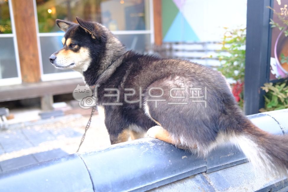 강아지,개,진돗개,블랙탄,검은개