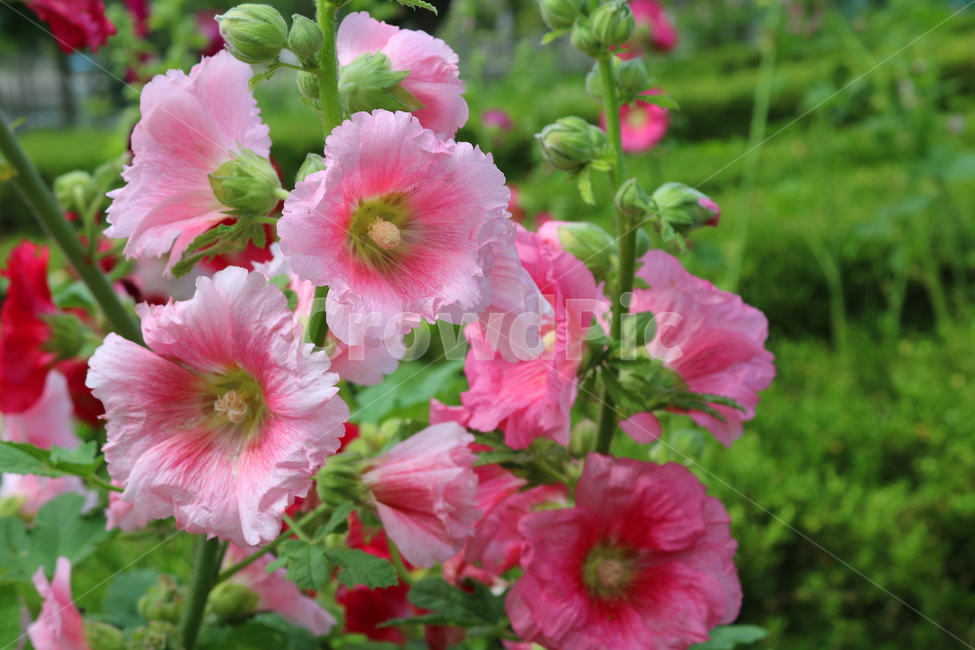 꽃,접시꽃,식물,아욱과,촉규화,관상용,식물,자연,plants,nature,꽃,flower