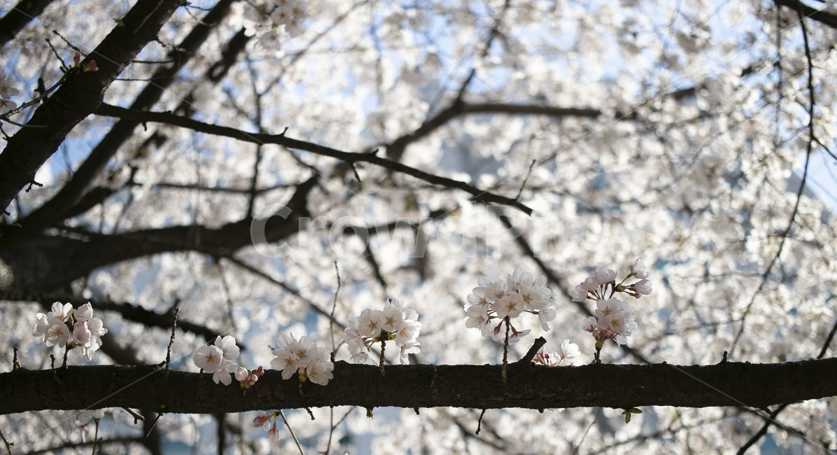 plant,식물,blossom,꽃,flower,벚꽃,봄