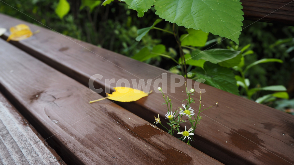 낙엽,잎,벤취,식물,나무,leaf,plant,bench,fallenleaves,식물,자연,plants,nature