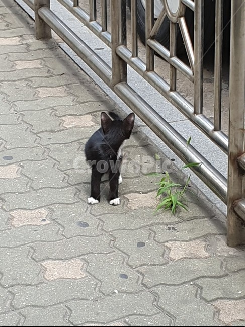 새끼,고양이,귀여움,길,귀요미,동물,animal,포유류,mammal,고양이,cat,kitten,kitty