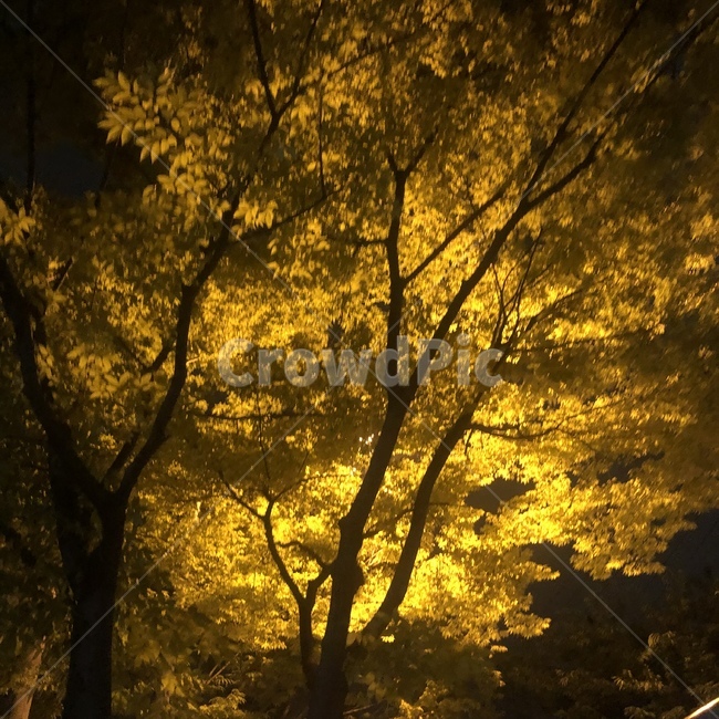 나무,가로등,노랑,풍경,밤