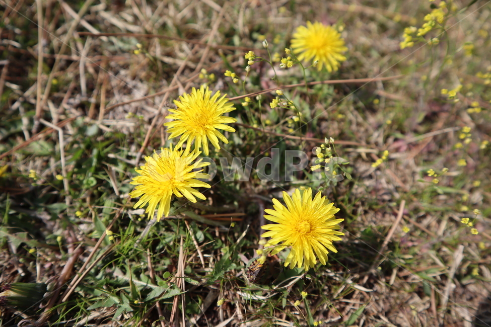 flower,노란꽃,노란색,민들레,dandelion