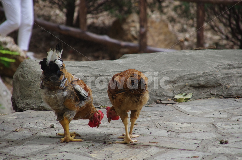 산,숲,닭,자연,조류,동물,chicken,수탉,암탉,animal,생물,동물,animal,조류,새,birds