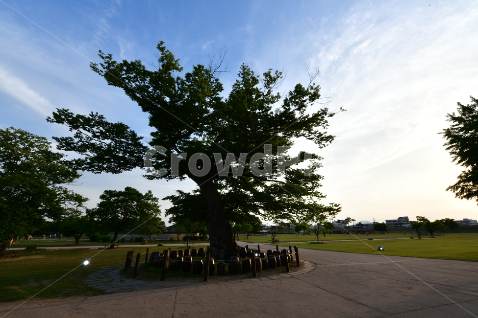 일몰,나무,식물,plant,자연,잔디,자연,풍경,nature,landscape,tree,tree trunk,나무 줄기