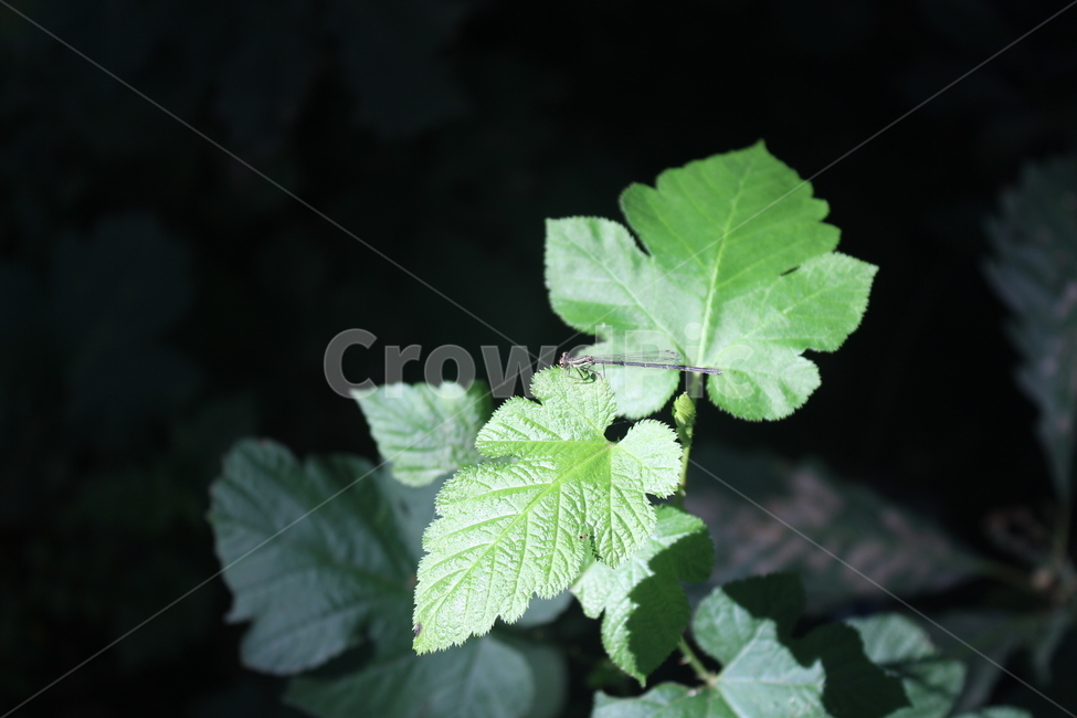 숲속,나뭇잎,green,근접촬영,배경검정,곤충,벌레,insect,bug