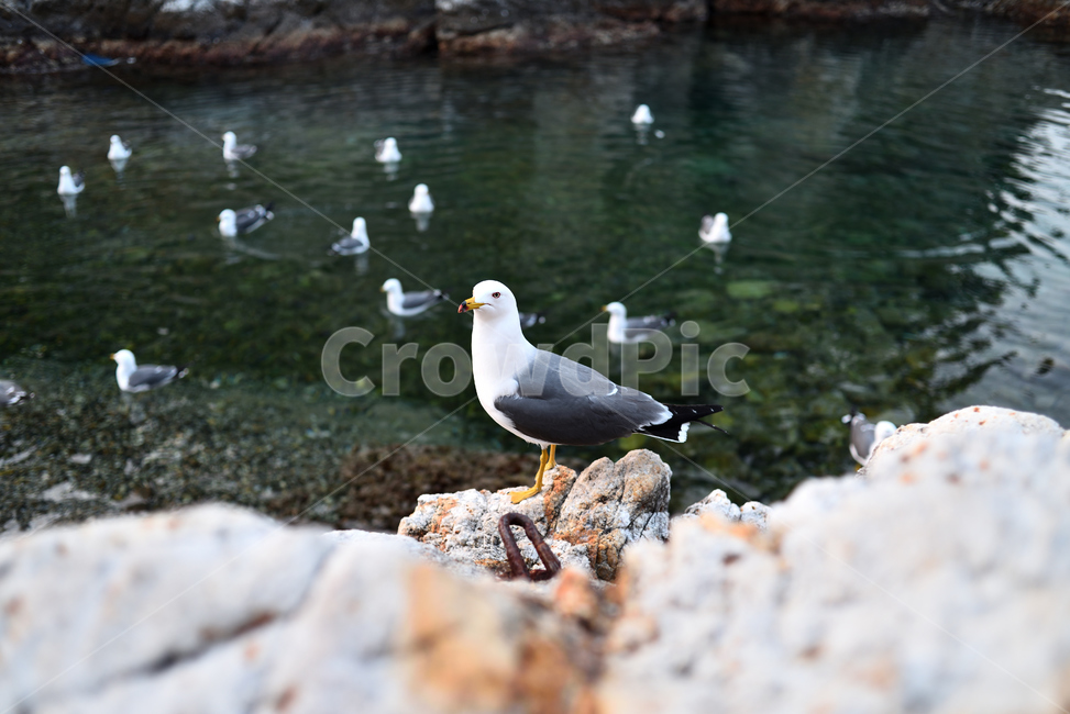 바다,갈매기,여름,새,휴가,휴양,조류,물,초록,투명,동물,animal,조류,새,birds