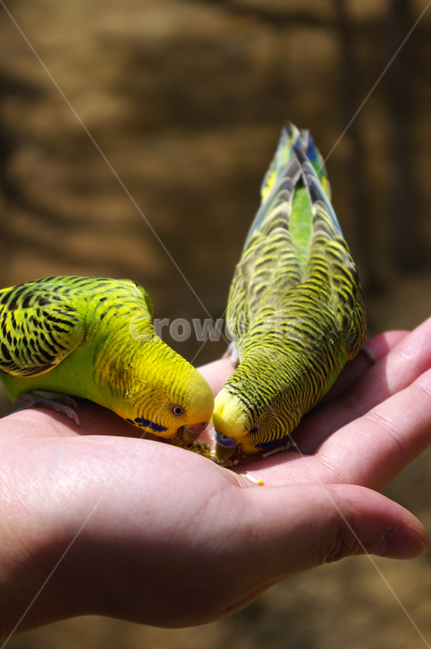 새,손,모이,앵무새,bird,동물,animal,조류,새,birds,사람,인물,인간,human,person,신체일부,몸,body