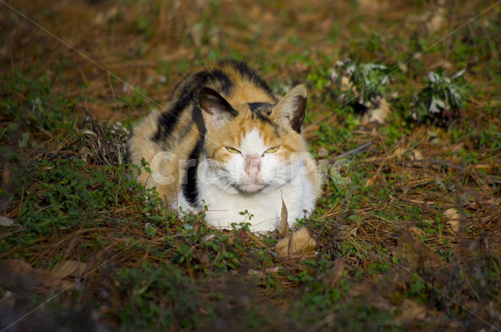 고양이,냥이,애완동물,동물,들고양이