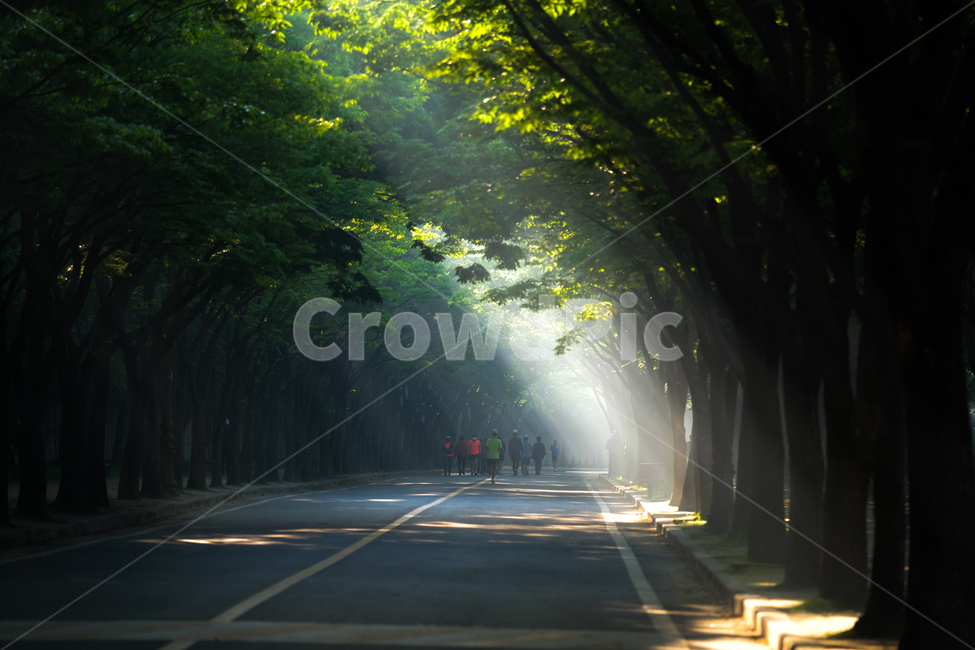 해빛,빛살,나무,자연,빛내림,자연,풍경,nature,landscape,사람들,대중,군중,other people,crowd,건강,헬스웨어,헬스케어,healthware,health care,휴식,힐링,rest,relaxation,healing,road,도로,freeway,고속 도로,highway,고속도로
