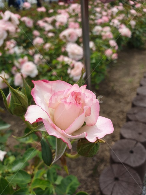 꽃,flower,장미,분홍장미,식물