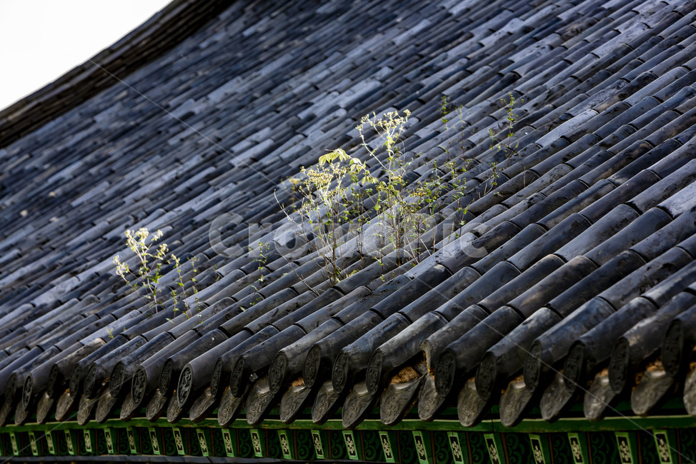 기와,지붕,전통건축,전통가옥,한옥,고건축,단청,한국전통,한국문화,korean traditional,korean culture