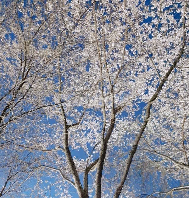 배경,벚꽃,나무,꽃,봄,저녁