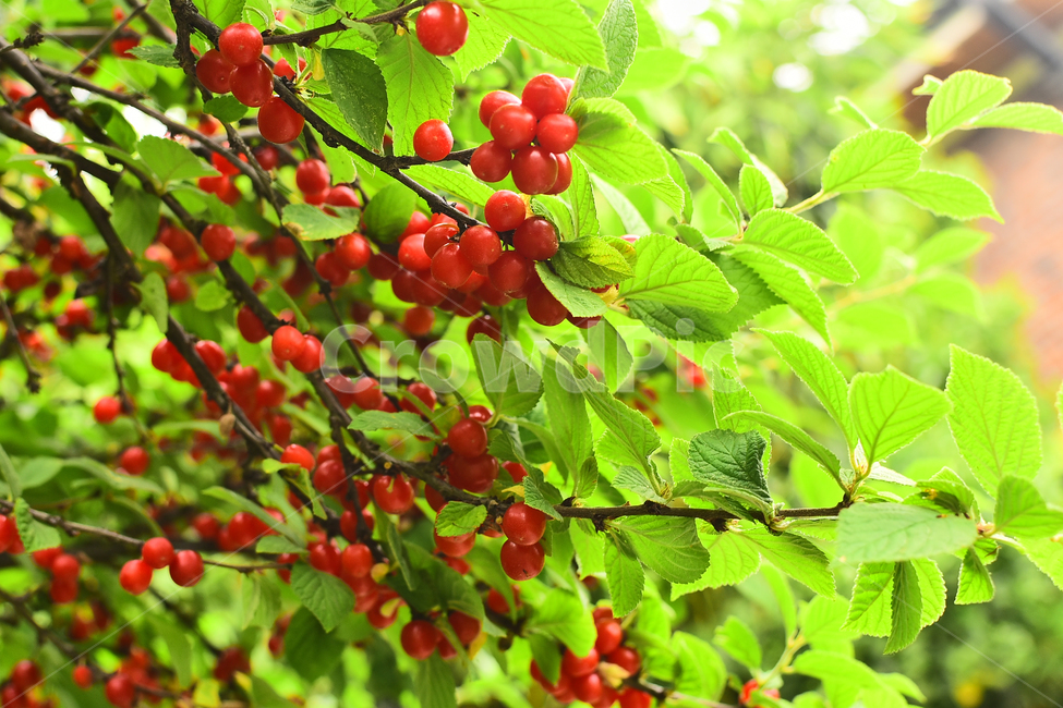 앵두나무,과일,음식,열매,나무열매,6월,시즌,계절,배경,백그라운드,바탕,food,fruit,간식,토종,빨강색,잘익은,맛,새콤달콤,군침,그린,초록색